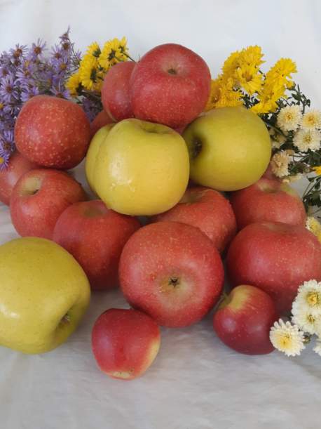 (����ȣ���)����Ȳ���� / �ó����� 5kg