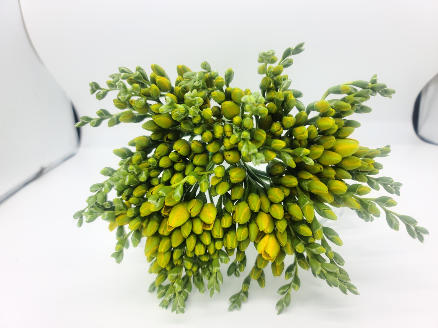 (�ɶ߷�) �������� 5�� 50�ٱ� 2��ȭ/ Ư