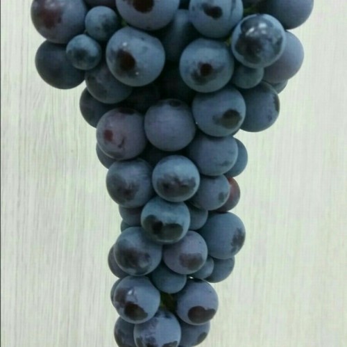 (¹Ù¿ì¶ß¶ô) À¯±â³ó Âü¸Ó·çÆ÷µµ (2kg)