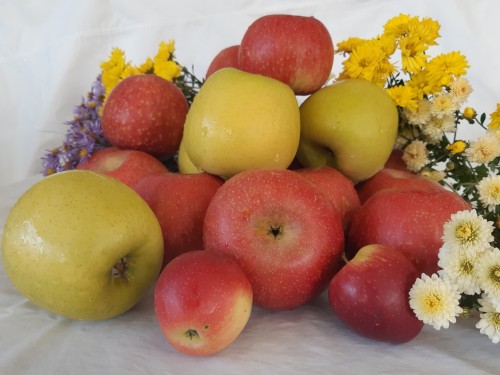 (¿¹´çÈ£³ó¿ø)  ¿¹»ê »ç°ú  ½Ã³ª³ë°ñµå&È«·Î 4kg