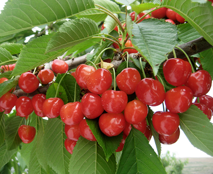 (게으름뱅이농장)체리 (2kg)