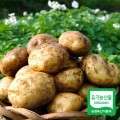 [정완농원(청춘예찬)]유기농 감자 3kg, 5kg, 10kg (100g-250g혼입)