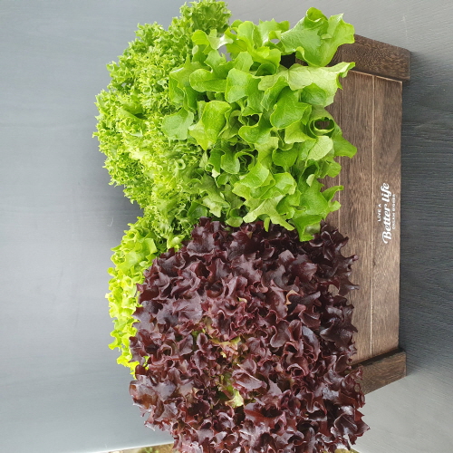 [������]�����Ǿ� ������ä�� 1kg