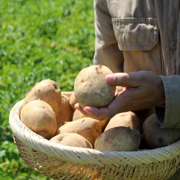 (Àü¼±±Ô ȲÅä°¨ÀÚ)2025 ÇÞ°¨ÀÚ Àü¼±±Ô ȲÅäµÎ¹é°¨ÀÚ 5kg (»ó / Ư / ¿ÕƯ / ¿Õ¿Õ)