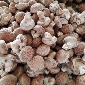 [주식회사 일품버섯농원 농업회사법인]일품 표고버섯 1kg
