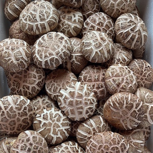 (ֽȸ ǰ ȸ)ǰ ǥ 1kg (/ǰ/ǰ/ǰ)