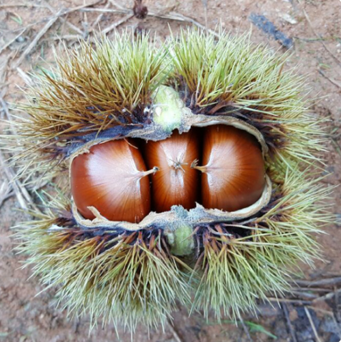 (±ÝÁ¤¾Ë¹ã³ó¿ø)2025³â ÇÞ¹ã Á¤¾È ¾Ë¹ã (´ë/Ư)