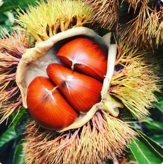 (˹)2025 ޹ ȿ (/Ư)