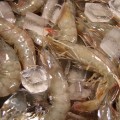 (청정태안식품)국내산 양식 왕새우 1kg(35미 내외/급냉)