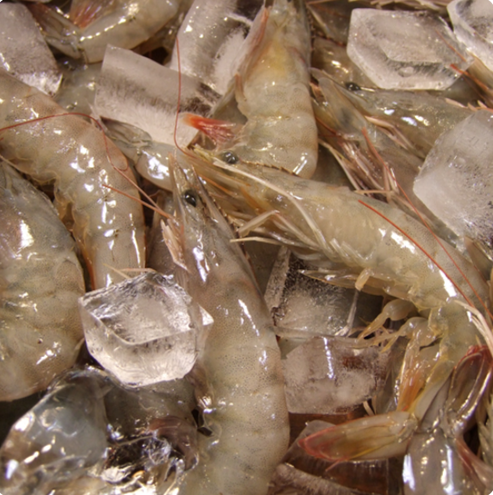 (û¾Ƚǰ)  ջ 1kg(30 /޳)