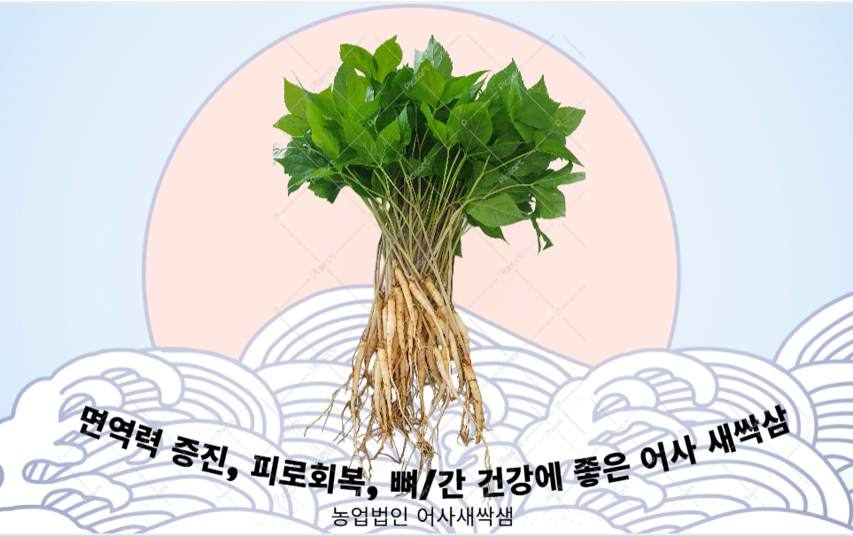 (26년 추석)(어사새싹샘) 어사 새싹삼 세트 1호~2호