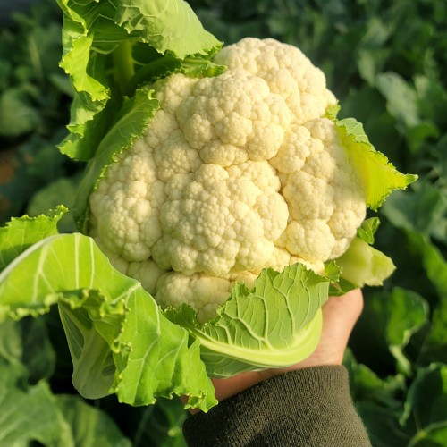 (26�� ��)(�̷�����)����� �ø��ö�� 