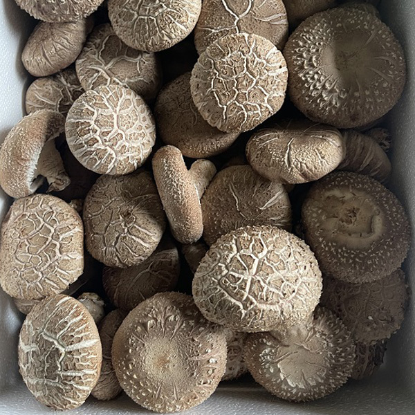 [23년 추석 명절] 주식회사 일품버섯농원 농업회사법인  표고버섯 상품 2kg